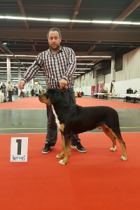 Großer Schweizer Sennenhund vom Försterrain